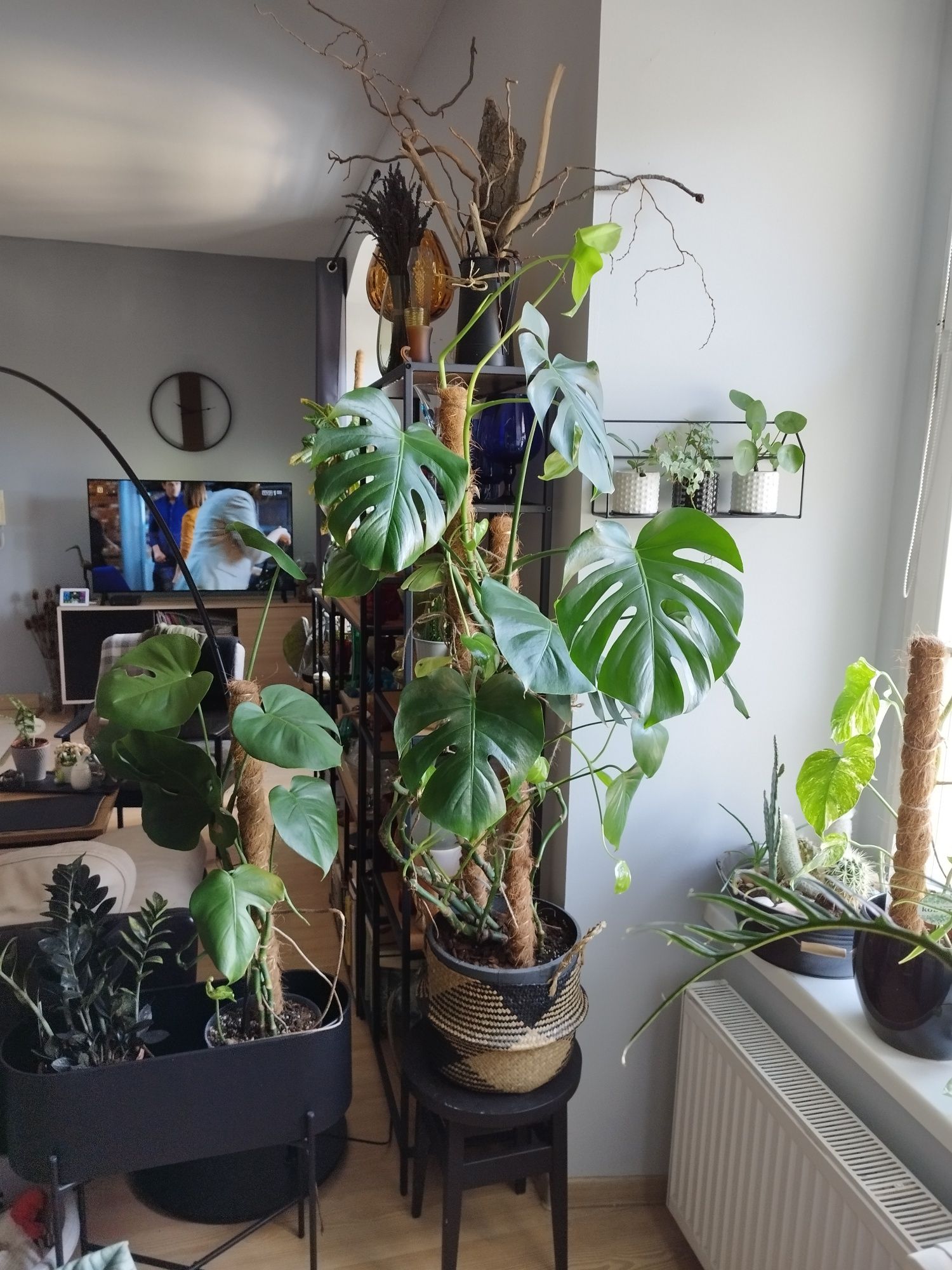 Duża 150cm monstera deliciosa