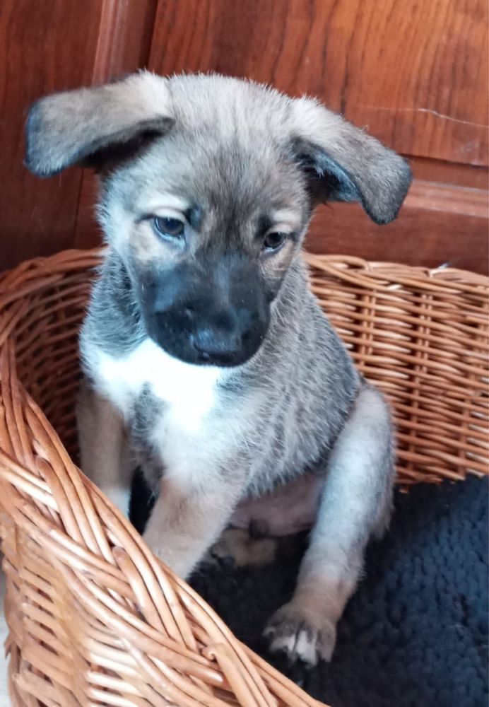 Szczeniaki do adopcji