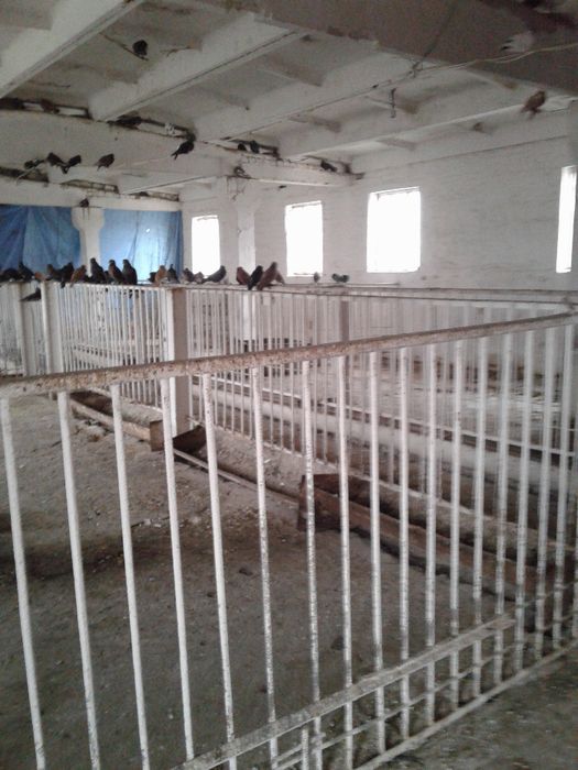 Продам отдельностоящую животноводческую ферму в Криворожском районе