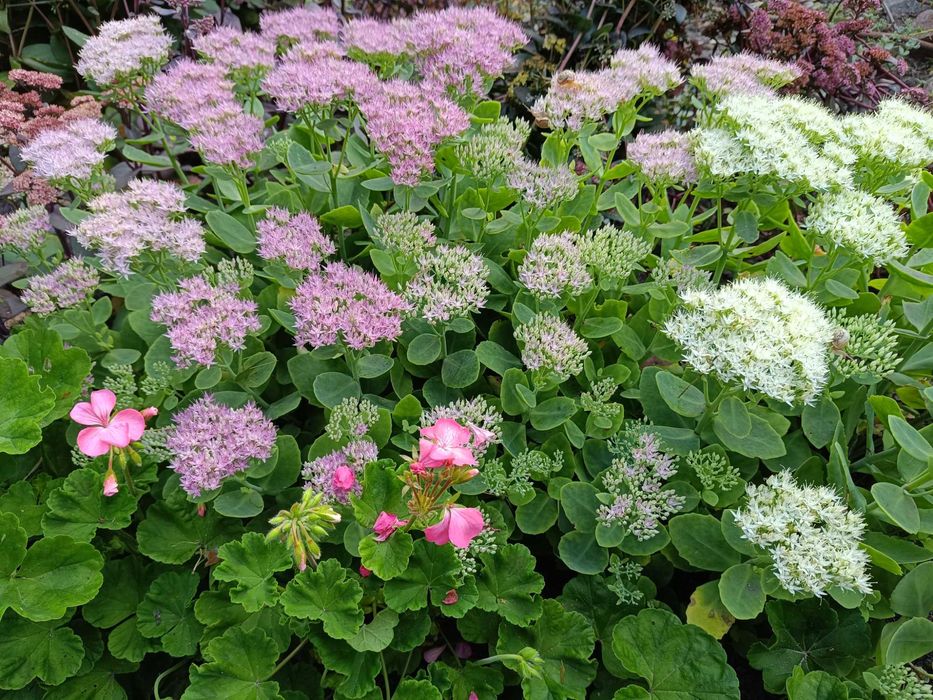 Очиток видний  - чудова прикраса вашої клумби