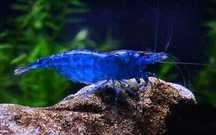 Camarões blue dream