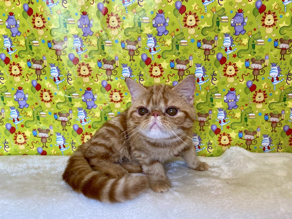 Роскошные бархатные котята