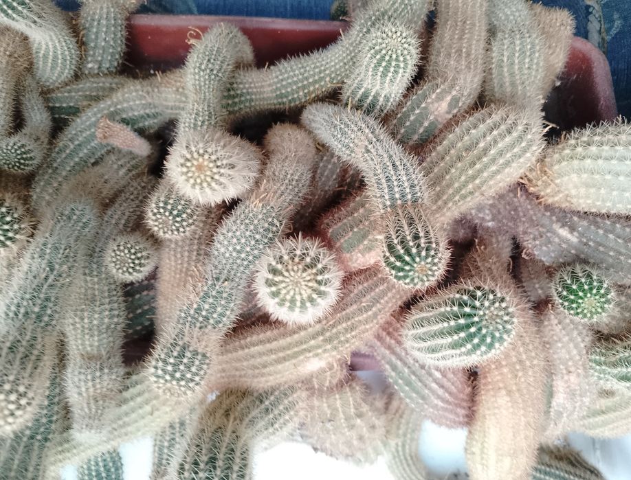 САМОВИВІЗ!!! Терміново подарую кактуси