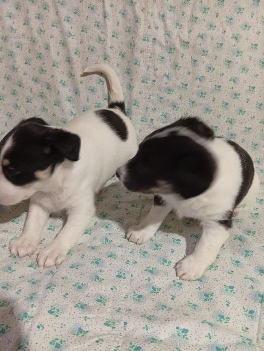 Цуцики Джек Рассел Тер'єр