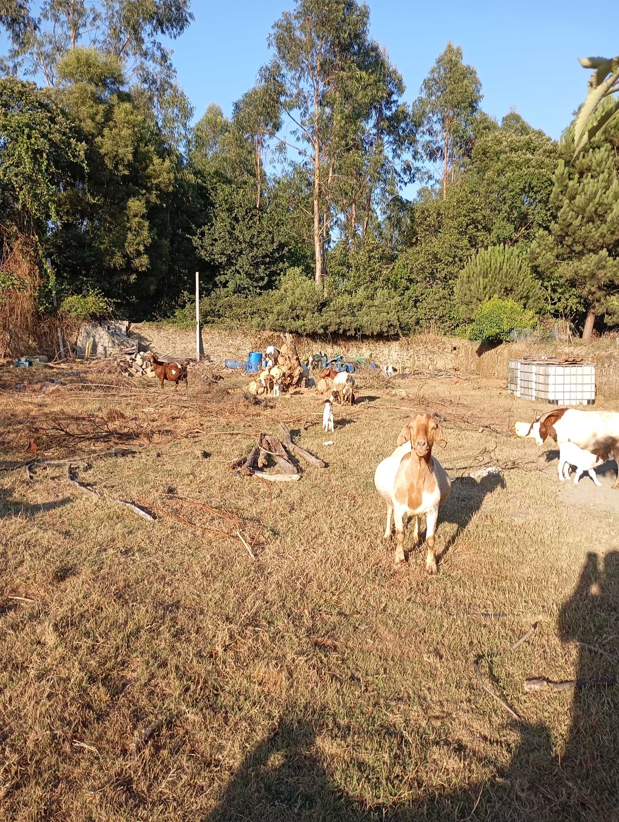 Cabras boer para venda