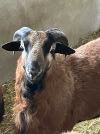 Baranek owcy kameruńskiej
