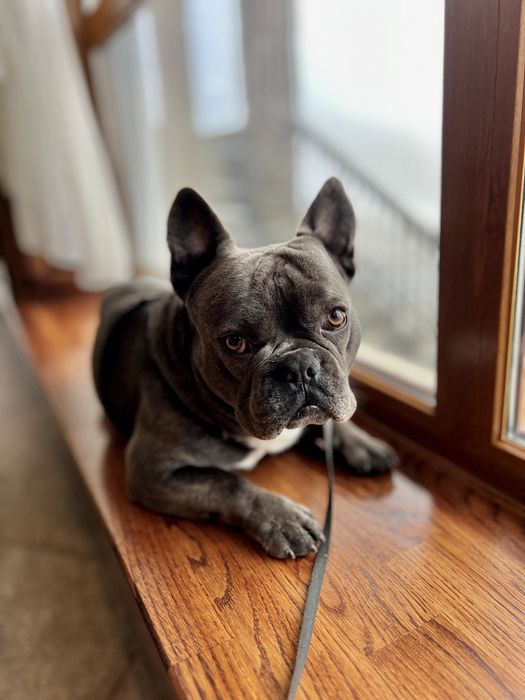 Французкий бульдог вязка