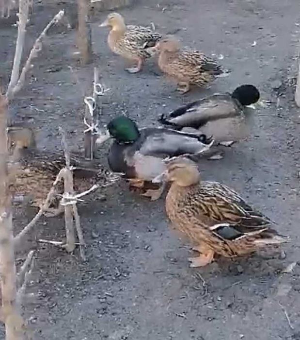 Качки кряква (одомашнені)