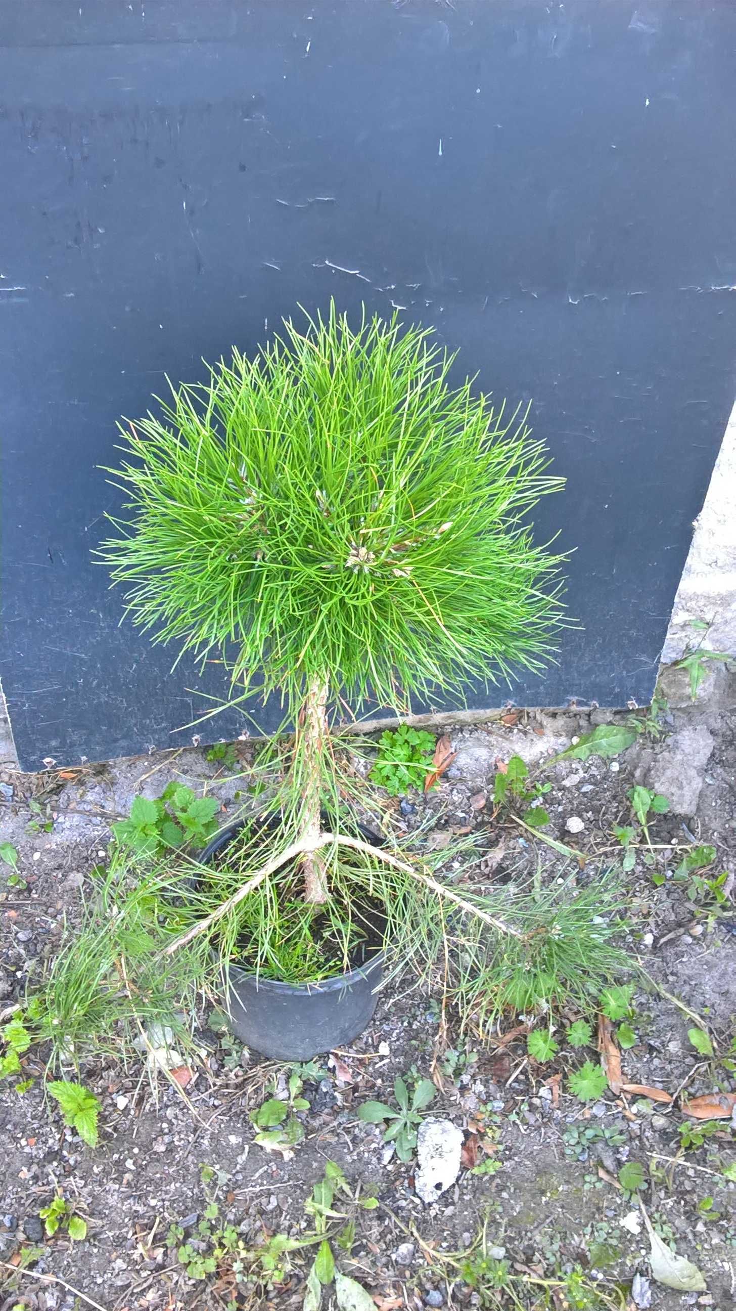 Ogrodowe Bonsai Sosna