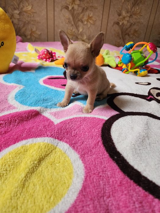 Малеча Чихуахуа!