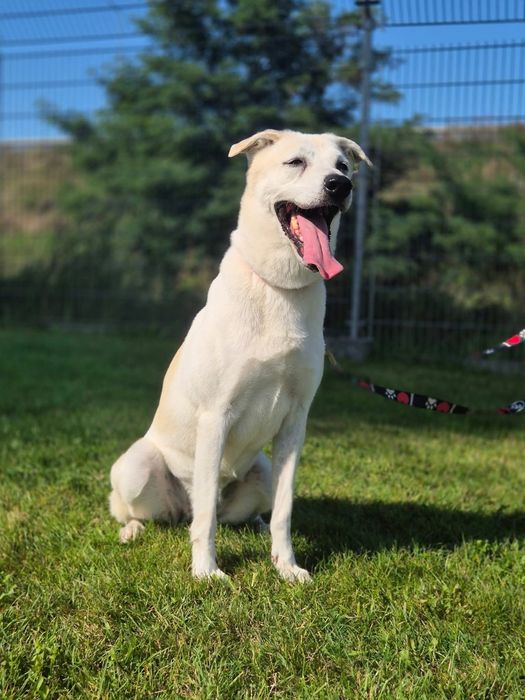 Piękna Samira szuka domu