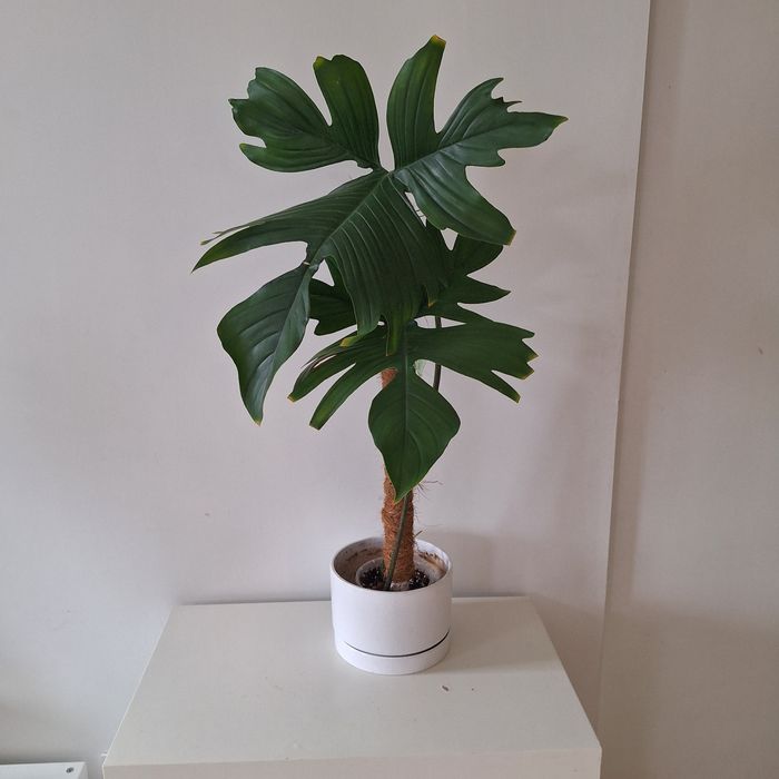 Filodendron florida ghost wielkie liscie