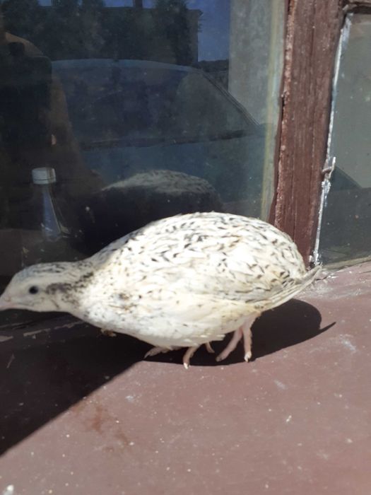 Jaja lęgowe przepiórki