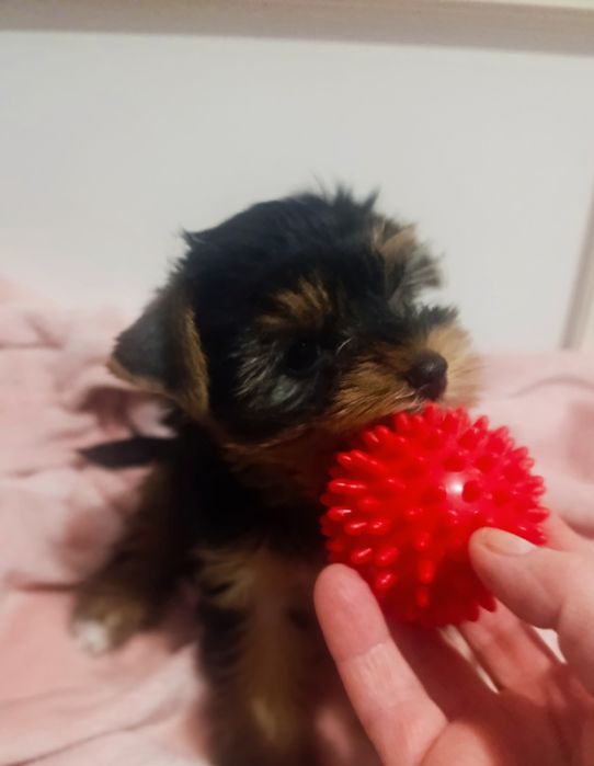 Міні кукольна дівчинка йорка