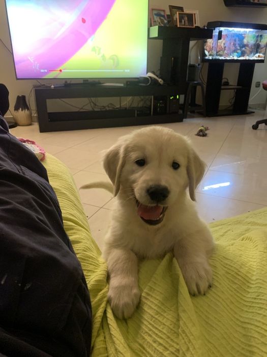 Golden Retriver procura namorada/Procriaçao