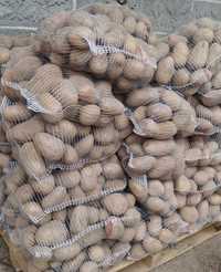 Ziemniaki Jadalne  Irys Catania Jelly wielkość sadzeniaka