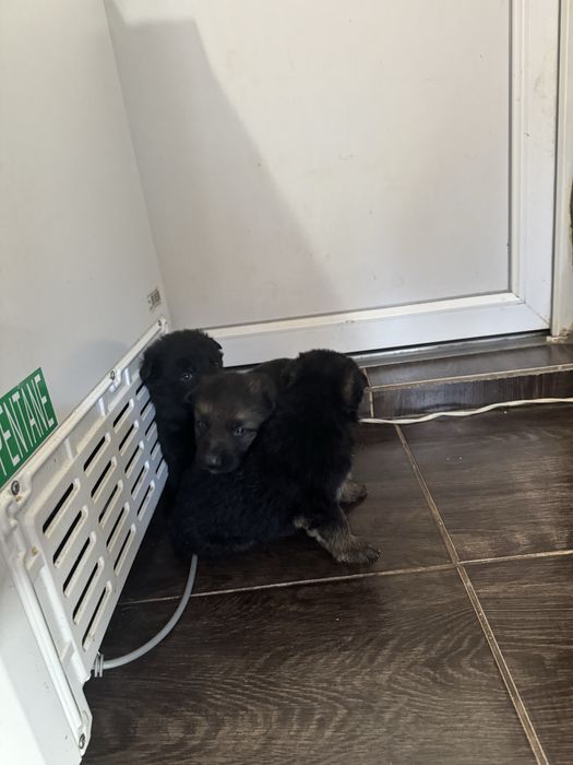 Німецькі Вівчярки