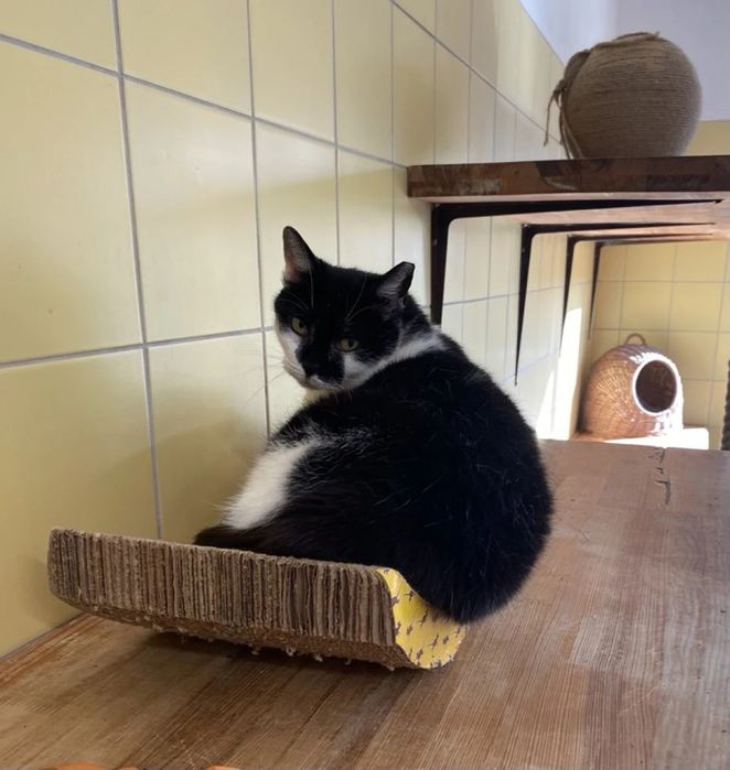 Kotka Meluzyna do adopcji od 4lat!!