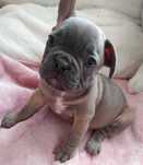 *Buldog francuski piesek blue fawn już do odbioru