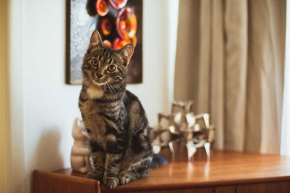 Kociak do adopcji - AMANT - 3 miesiące