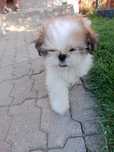 Szczeniaki Shih Tzu