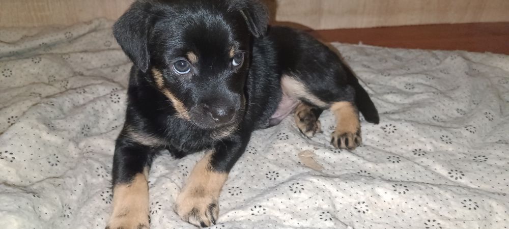 Oddam 1,5 miesięczną suczkę w dobre ręce