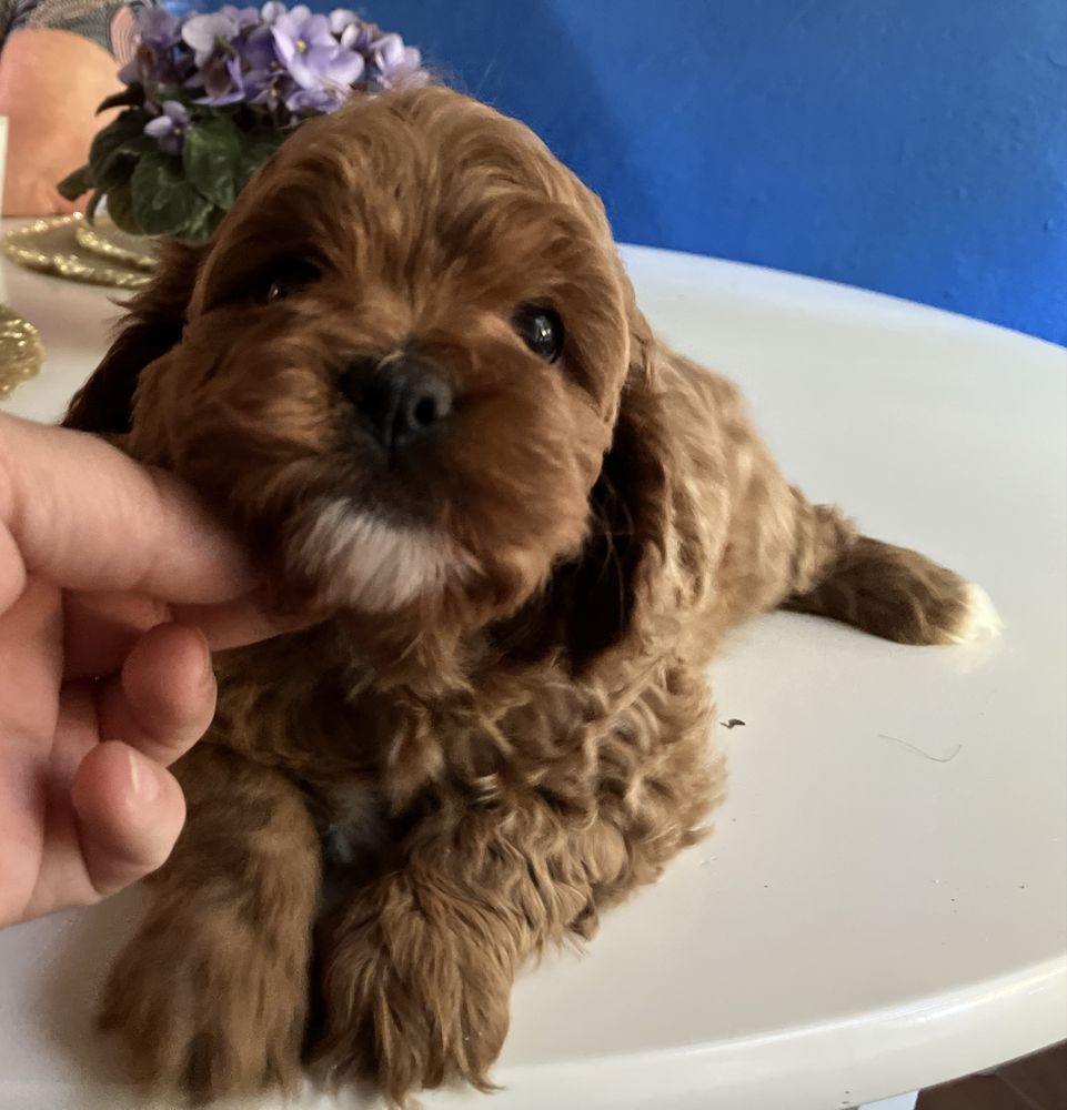 Cavapoo  suczka Sliczna