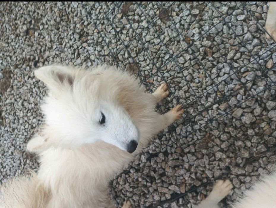 Śliczna 9-miesięczna sunia Samoyed!