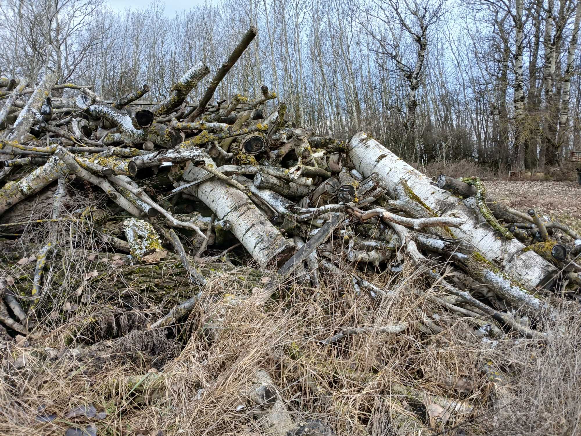 Sprzedam Drzewo Topola (bialodrzew)