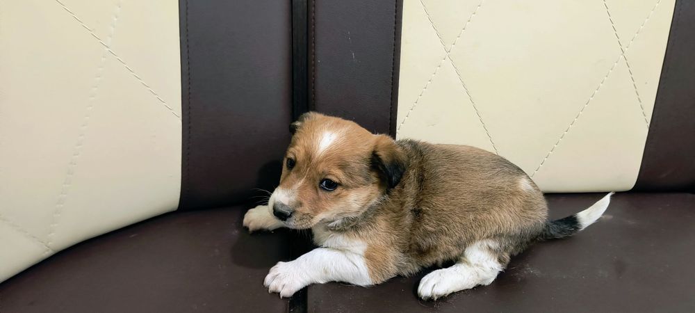 Собачка, цуценя, щеня. Цуценята