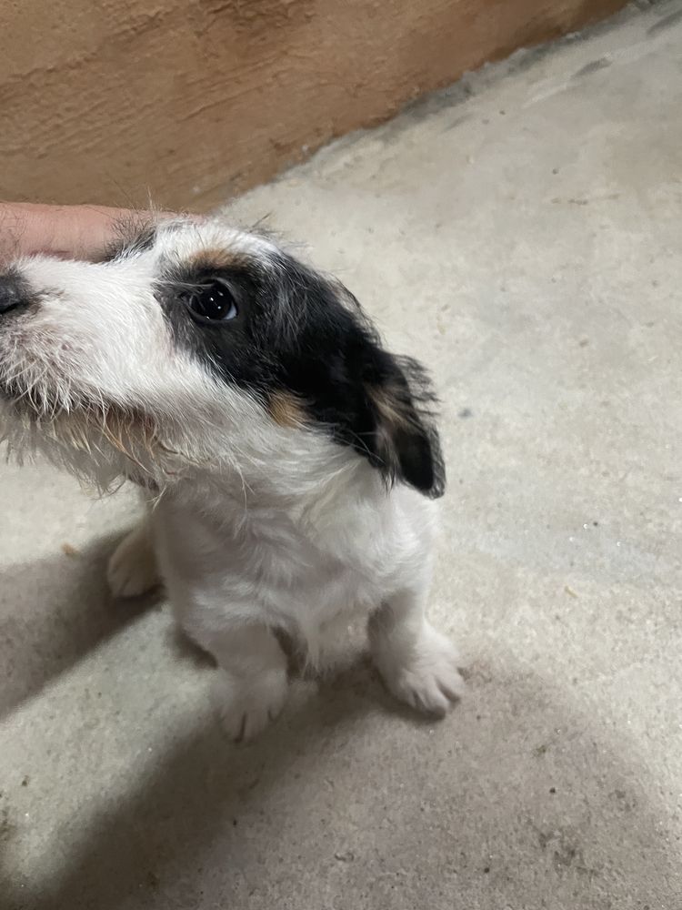 Jack russel terrier espetacular