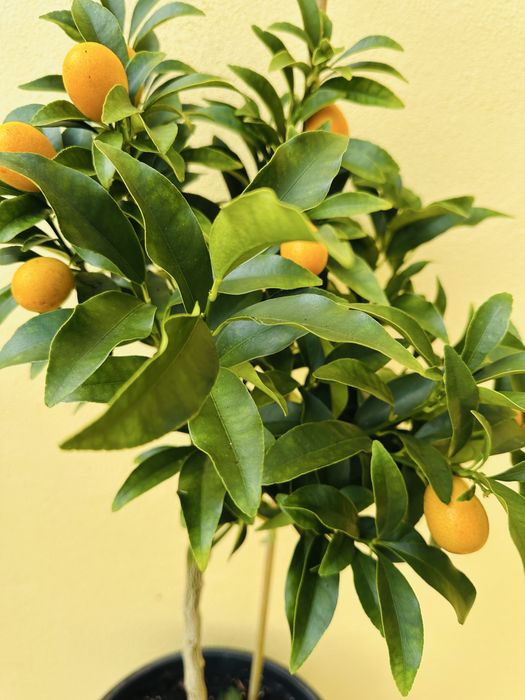Kumquats Original Japonês com fruto - portes grátis