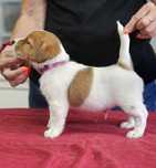 Jack Russell włos złamany