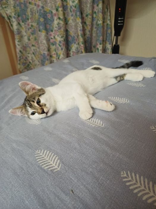 Федір! 1 рік! Супер хлопчик! (кастрований)