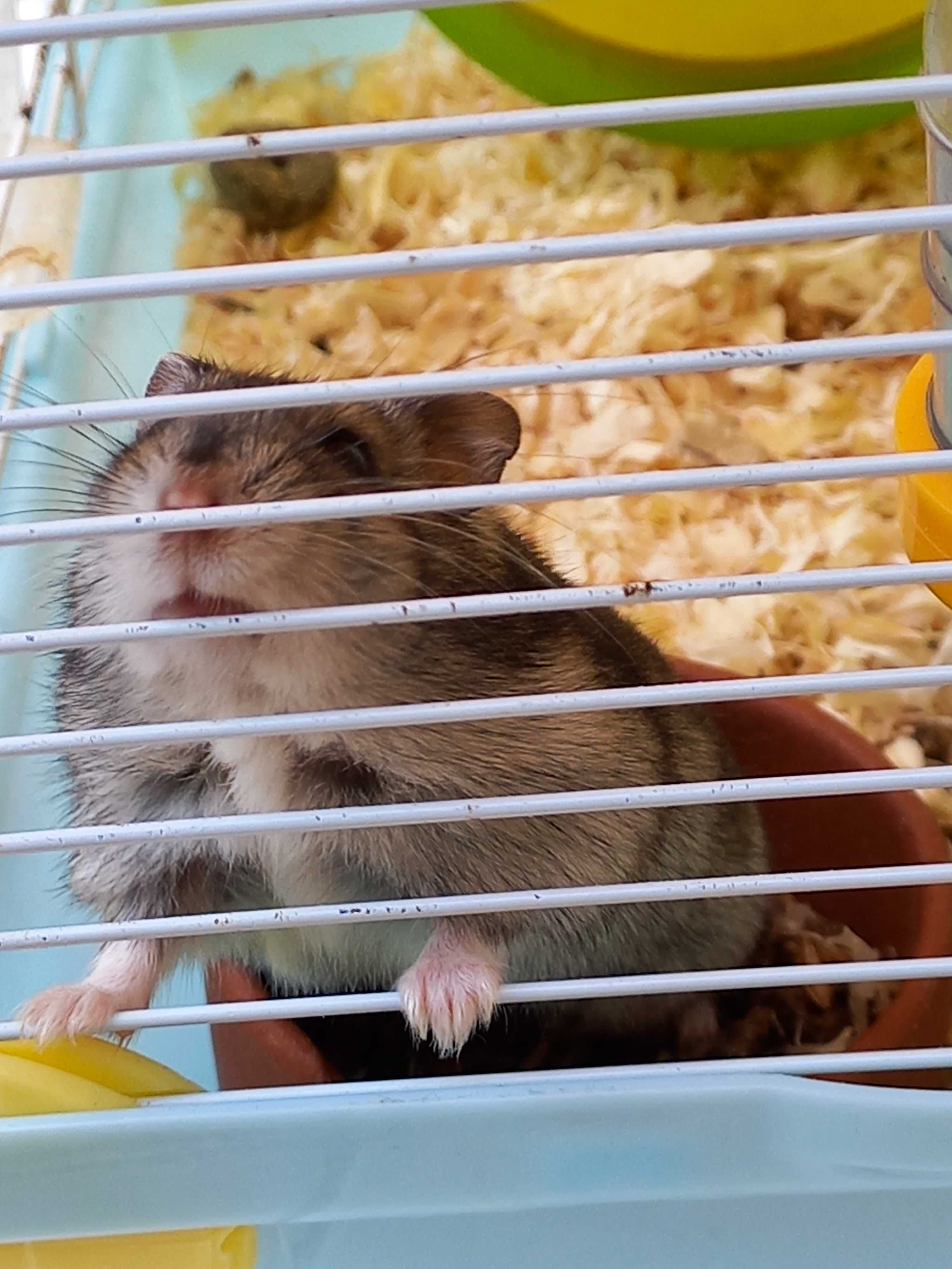 Gaiola Grande Completa com Oferta do Ratinho