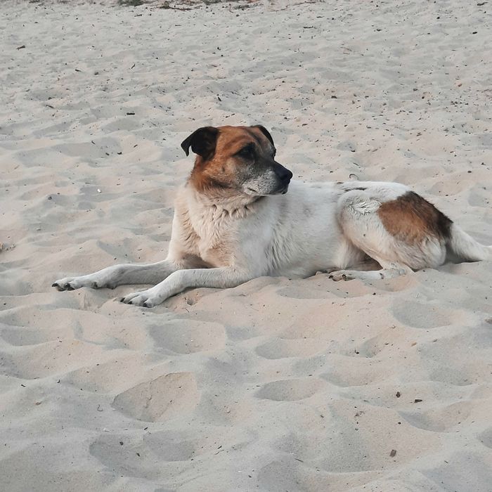 Віддам собаку в надійні руки