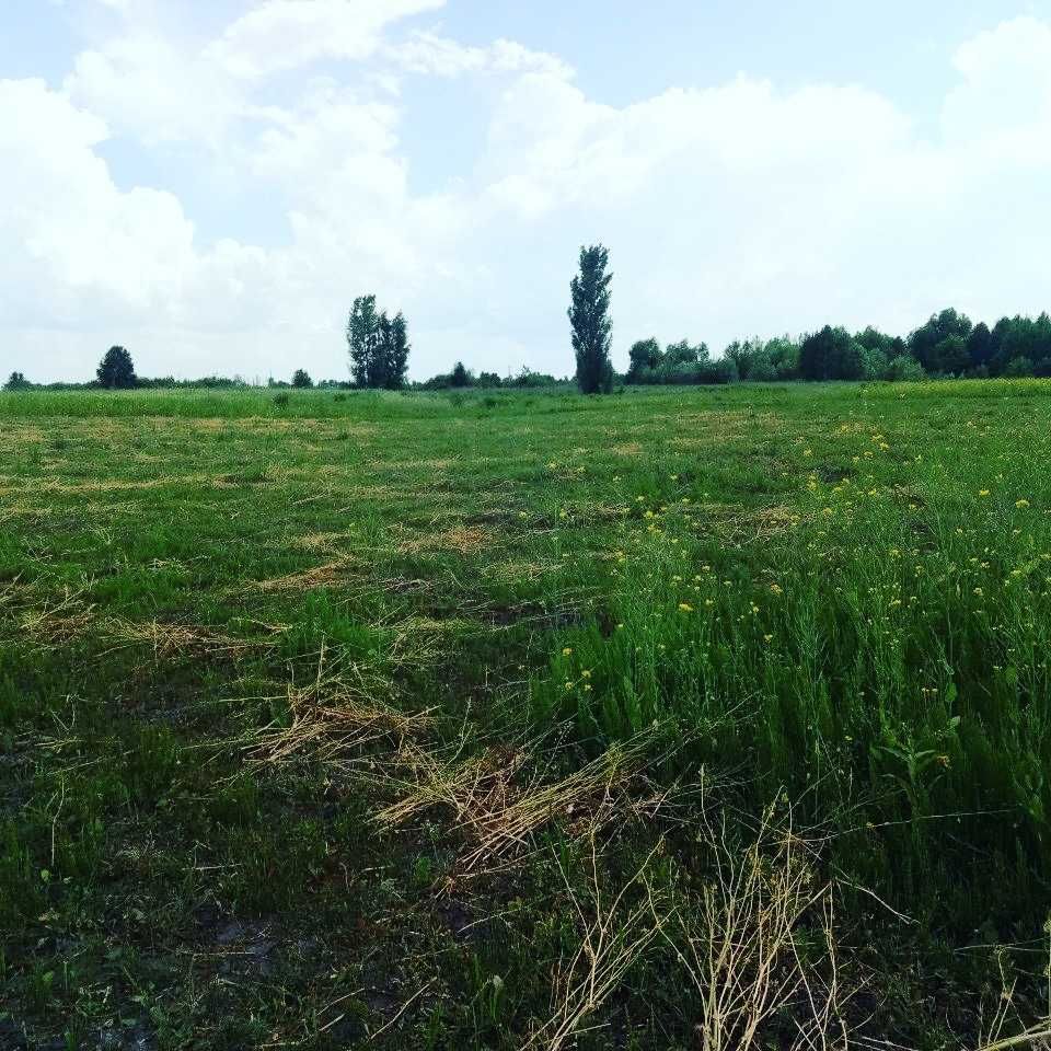 Покос трави та бур'яну, прибирання. Зріз дерев, подрібнення.