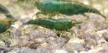 Krewetki Neocaridina Orange Eye Green Jade