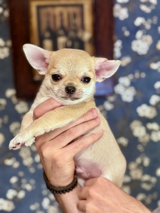 Chihuahua krótkowłosy