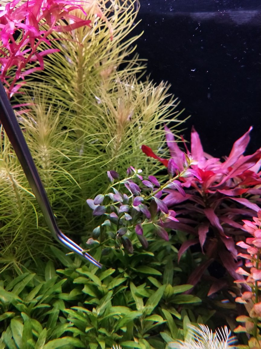 Rotala ramsior florida