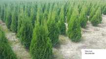 Thuja Tuja Smaragd Szmaragd 100 110 cm