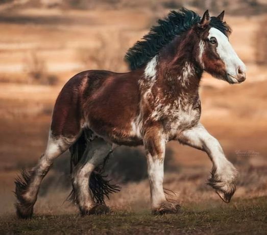 Clydesdale klacz ogier