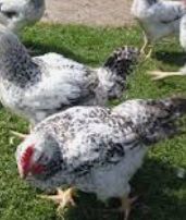 Инкубационное яйцо мастергрей Венгрия