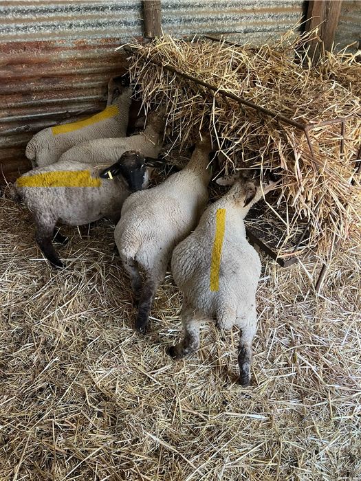 5 borregos machos cruzados de suffolk