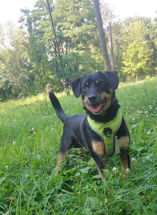 Młodziutki, wesoły, przyjazny Oluś czeka na domek. Adopcja!