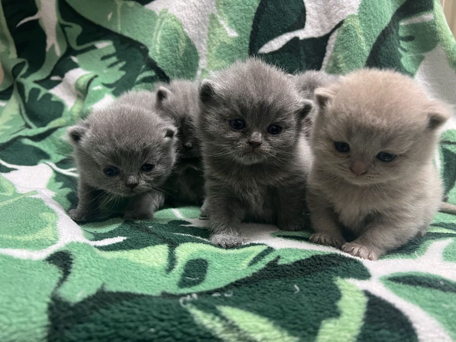 Kocurki brytyjskie krotkowlose