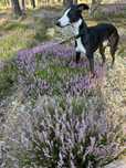 Whippet 3 lata oddam w dobre ręce