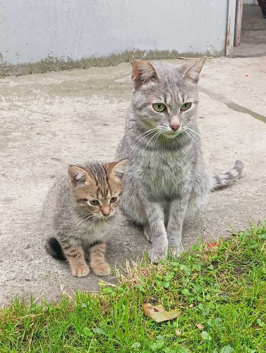 Маленькі кошенята кошенятко котеня кицька кішечка киця кошеня котики