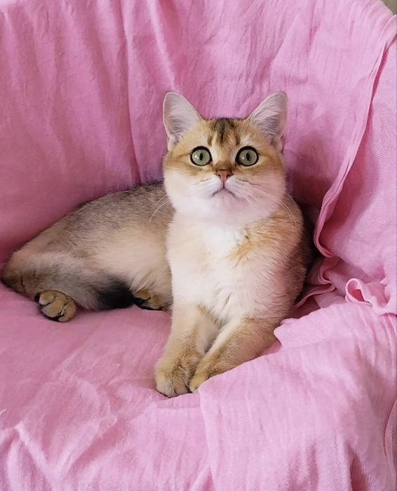 Британская золотая шиншилла шикарные мальчик девочка