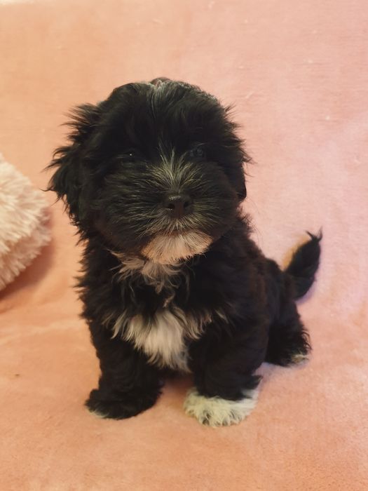 Hawańczyk czarny piesek